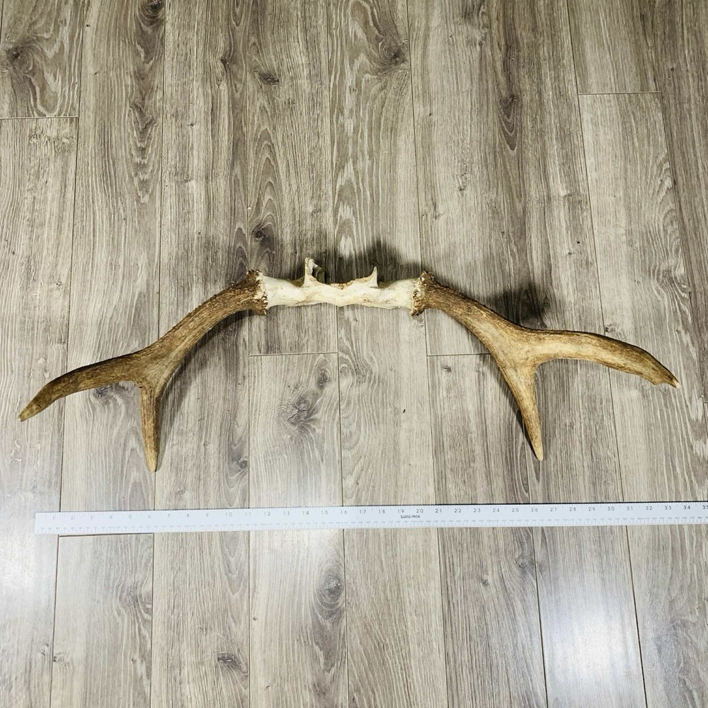 Naturally Shed‎ Wild Moose Antler (Horn, Knife, Carving, Chew, Taxidermy)